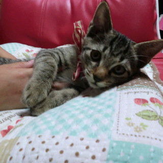 里親さんが決まりました。有難うございました。