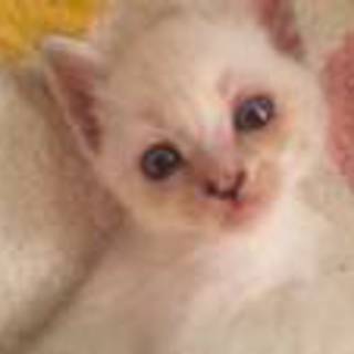 【6匹兄弟】元気で好奇心旺盛なメス猫ちゃん。（♀）