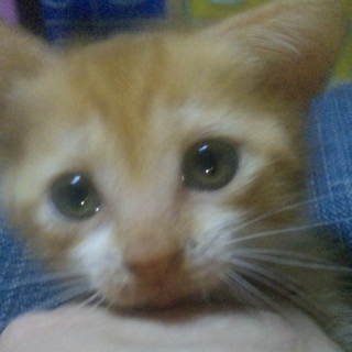 茶トラちゃんの里親募集