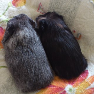 モルモット里親様募集です。