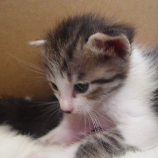 6月４日が誕生日の子猫３匹♪
