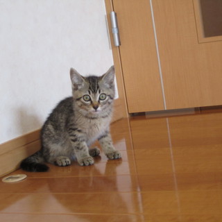 再度里親募集！