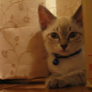 優しい里親さんと巡り会えました