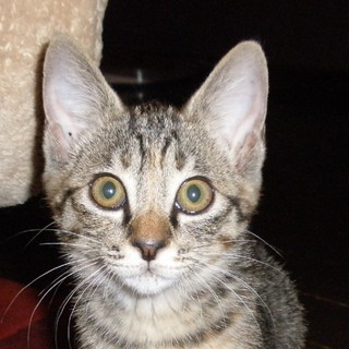 可愛いニャン子に仕上がりました！！