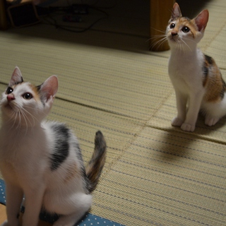 子猫の里親を募集しています。