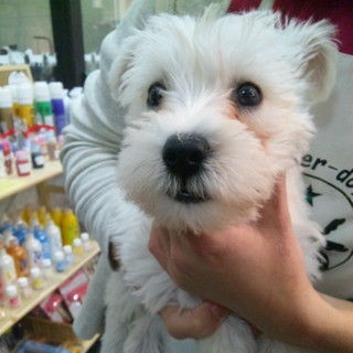 多数お問い合わせに付き一旦中止させていただきます。