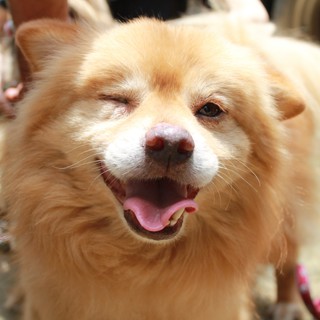 里親様が決まりました！　タク♂