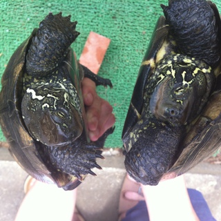 人懐っこいゼニカメ２匹です☆