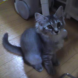 里親さん決まりました