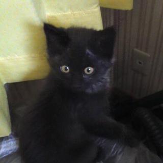 里親さん決まりました