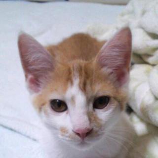 里親さん決まりました