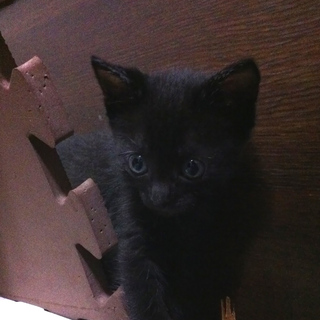 元気いっぱいの黒猫