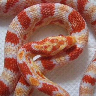 アメラニスティックリバースオケッティ