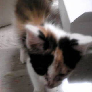 緊急募集!三毛の仔猫
