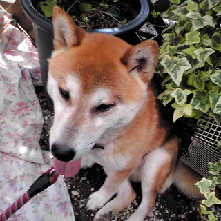 柴犬【４歳】の里親を探しています