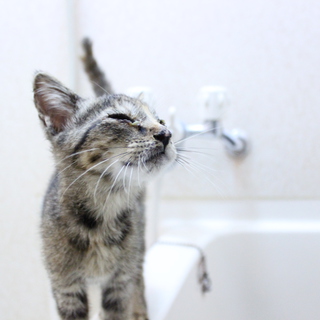 急募！一時預かりでもお願いいたします！