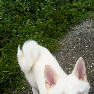白い犬１歳