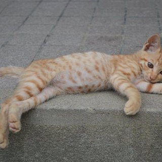 生後１ヶ月位の 茶ネコです。