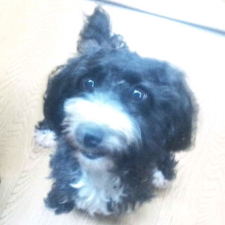 人が大好き！若くて健康なトイプーMIX・珍しい色