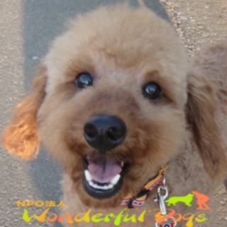 遊びも散歩も大～好き！「ぱんち」　トイ・プードル　推定２～３歳♂