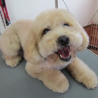 可愛がってくださるかた