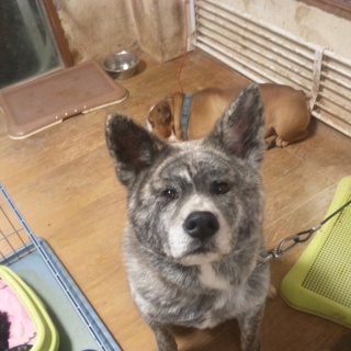 一時預かり募集中