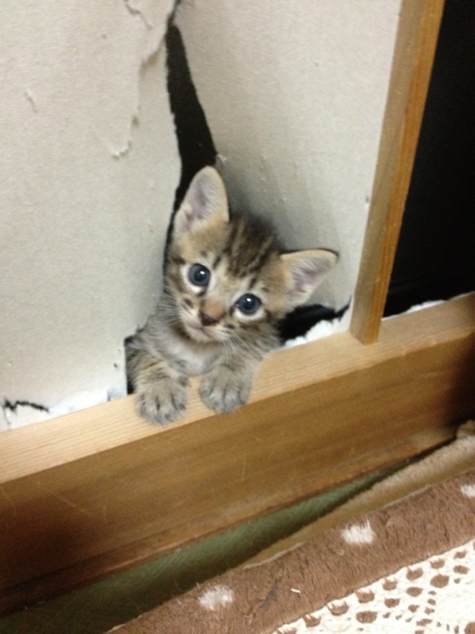 里親募集 サムネイル2