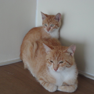 茶しまの親子（子と父）里親様募集中