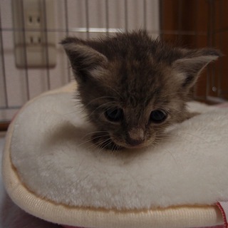 京都・子猫の里親募集