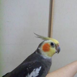 無事決まりました。ご応募いただいた皆様ありがとうございました。