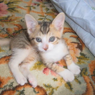 人間になりたいぷつオ君