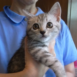 お転婆ぐれみちゃんの里親募集中