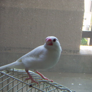 文鳥の里親募集