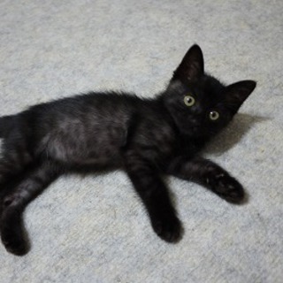 二か月くらい黒猫男の子