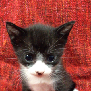 子猫ちゃんの里親募集！！