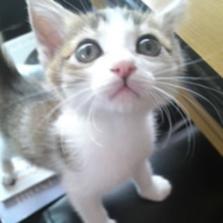 里親様決定しました！