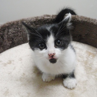 里親様決定しました！ありがとうございました！