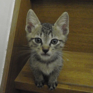 里親様決定しました！