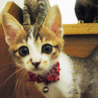 里親様決定しました！