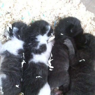 生後１～３日（おそらく）至急