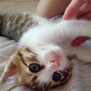 可愛いねこちゃん２匹(・∀・)