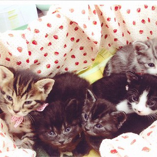 親子猫の家族募集