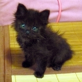 里親さん募集ですが一時中断です