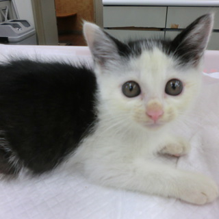 2ヶ月の女の子です。性格極めて良し！