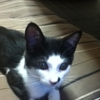 家族が見つかりました