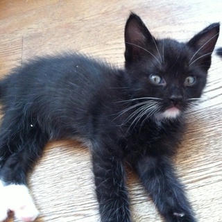 ラグドールMIXの子猫です！