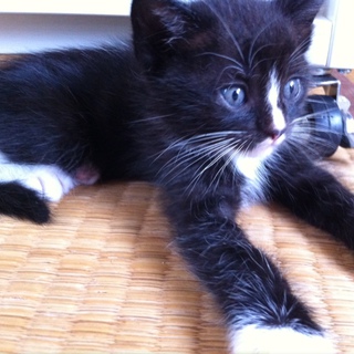  ラグドールMIXの子猫です！