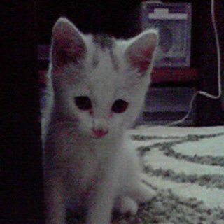 生後1ヶ月ほどの白猫の女の子です