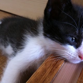 ラグドールMIXの子猫です！