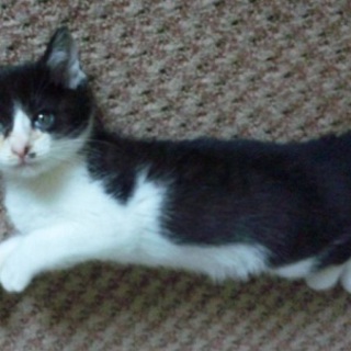 元気な白黒ハチワレ*ヶ月～里親募集いたします♪